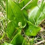 Maianthemum trifolium Φύλλο