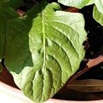 Gerbera viridifolia Leaf