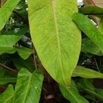 Philodendron erubescens Folha