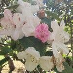 Rhododendron selense Bloem
