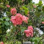 Mussaenda philippica Flower