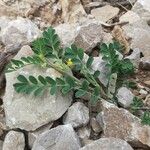 Hippocrepis biflora Leaf