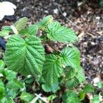 Rubus niveus Folha