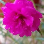 Portulaca grandiflora花