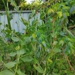 Cerinthe glabra Blad