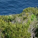 Euclea racemosa List