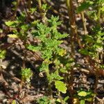 Dysphania pumilio Hoja