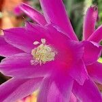 Aporocactus flagelliformis Цветок