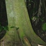 Pouzolzia obliqua Corteza