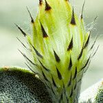 Astrophytum myriostigma Kvet