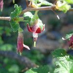 Ribes roezlii Flower