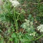 Heracleum sphondyliumFloare