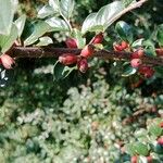 Cotoneaster horizontalis Gyümölcs