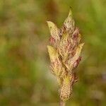 Pedicularis mixta Fruit