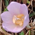 Colchicum alpinum Blomst