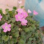 Erodium corsicum花