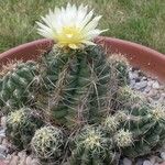 Thelocactus leucacanthus