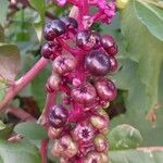 Phytolacca americana Frucht