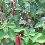 Costus woodsonii Blüte