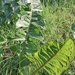 Taraxacum officinale Leaf