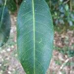 Melicope borbonica Leaf