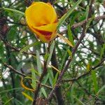 Hibiscus heterophyllus Flors