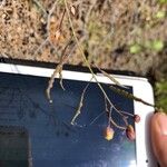 Brassica fruticulosa Fruit