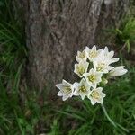Nothoscordum borbonicum Blomst