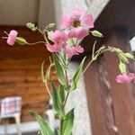 Gypsophila vaccaria Çiçek