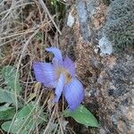 Crocus carpetanus Blüte