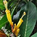 Sanchezia nobilis Flor