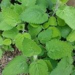 Stachys sylvatica Leaf