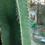 Isolatocereus dumortieri Hoja