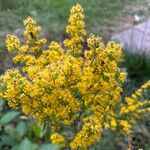 Solidago puberula Flor