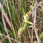 Carex panicea Lorea