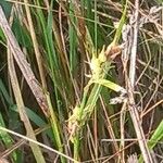 Carex panicea Квітка