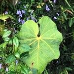 Anthurium faustomirandae Yaprak