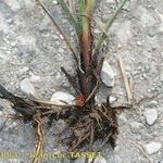 Carex hispida Muu