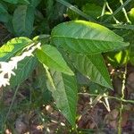 Petiveria alliacea Leaf