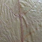 Annona tenuiflora Altro