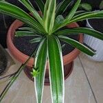 Chlorophytum comosumFolha