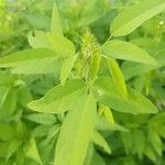 Desmodium tortuosum Yaprak