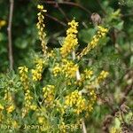 Melilotus elegans Tabia