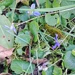 Viola odorata Habit