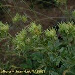 Potentilla valderia Flower