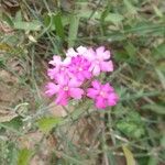 Verbena canadensis Blomst