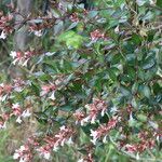 Abelia chinensis عادت داشتن