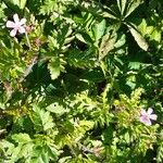 Geranium purpureum Bloem