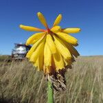 Kniphofia grantii Flor