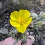 Helianthemum syriacum Цветок